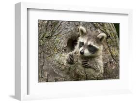 USA, Minnesota, Minnesota Wildlife Connection. Raccoon in a tree.-Wendy Kaveney-Framed Photographic Print