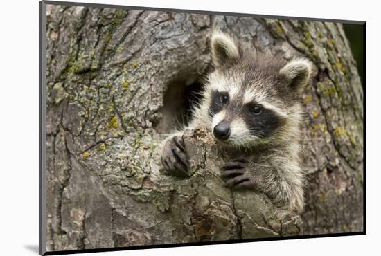 USA, Minnesota, Minnesota Wildlife Connection. Raccoon in a tree.-Wendy Kaveney-Mounted Photographic Print