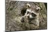 USA, Minnesota, Minnesota Wildlife Connection. Raccoon in a tree.-Wendy Kaveney-Mounted Photographic Print