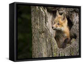 USA, Minnesota, Minnesota Wildlife Connection. Red Fox in a tree.-Wendy Kaveney-Framed Stretched Canvas