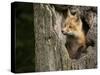 USA, Minnesota, Minnesota Wildlife Connection. Red Fox in a tree.-Wendy Kaveney-Stretched Canvas