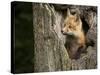 USA, Minnesota, Minnesota Wildlife Connection. Red Fox in a tree.-Wendy Kaveney-Stretched Canvas