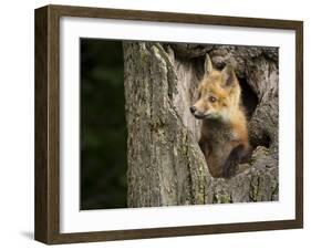 USA, Minnesota, Minnesota Wildlife Connection. Red Fox in a tree.-Wendy Kaveney-Framed Premium Photographic Print