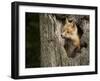 USA, Minnesota, Minnesota Wildlife Connection. Red Fox in a tree.-Wendy Kaveney-Framed Premium Photographic Print