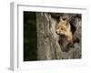 USA, Minnesota, Minnesota Wildlife Connection. Red Fox in a tree.-Wendy Kaveney-Framed Premium Photographic Print