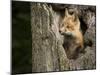 USA, Minnesota, Minnesota Wildlife Connection. Red Fox in a tree.-Wendy Kaveney-Mounted Premium Photographic Print