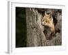 USA, Minnesota, Minnesota Wildlife Connection. Red Fox in a tree.-Wendy Kaveney-Framed Photographic Print