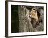 USA, Minnesota, Minnesota Wildlife Connection. Red Fox in a tree.-Wendy Kaveney-Framed Photographic Print