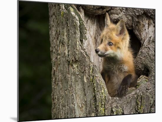 USA, Minnesota, Minnesota Wildlife Connection. Red Fox in a tree.-Wendy Kaveney-Mounted Photographic Print