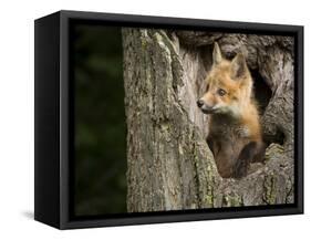 USA, Minnesota, Minnesota Wildlife Connection. Red Fox in a tree.-Wendy Kaveney-Framed Stretched Canvas