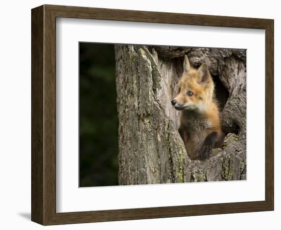 USA, Minnesota, Minnesota Wildlife Connection. Red Fox in a tree.-Wendy Kaveney-Framed Photographic Print