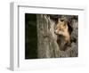 USA, Minnesota, Minnesota Wildlife Connection. Red Fox in a tree.-Wendy Kaveney-Framed Photographic Print