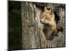 USA, Minnesota, Minnesota Wildlife Connection. Red Fox in a tree.-Wendy Kaveney-Mounted Photographic Print