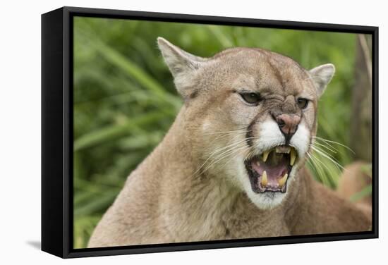 USA, Minnesota, Minnesota Wildlife Connection. Snarling cougar.-Wendy Kaveney-Framed Stretched Canvas