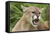 USA, Minnesota, Minnesota Wildlife Connection. Snarling cougar.-Wendy Kaveney-Framed Stretched Canvas