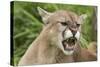 USA, Minnesota, Minnesota Wildlife Connection. Snarling cougar.-Wendy Kaveney-Stretched Canvas