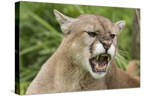 USA, Minnesota, Minnesota Wildlife Connection. Snarling cougar.-Wendy Kaveney-Stretched Canvas