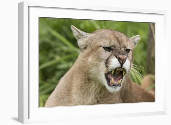 USA, Minnesota, Minnesota Wildlife Connection. Snarling cougar.-Wendy Kaveney-Framed Photographic Print