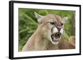 USA, Minnesota, Minnesota Wildlife Connection. Snarling cougar.-Wendy Kaveney-Framed Photographic Print