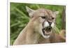 USA, Minnesota, Minnesota Wildlife Connection. Snarling cougar.-Wendy Kaveney-Framed Photographic Print