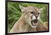 USA, Minnesota, Minnesota Wildlife Connection. Snarling cougar.-Wendy Kaveney-Framed Photographic Print