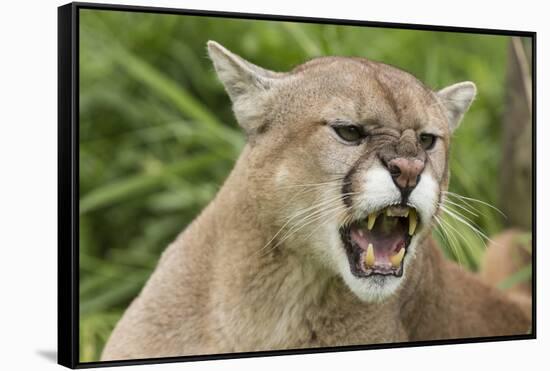 USA, Minnesota, Minnesota Wildlife Connection. Snarling cougar.-Wendy Kaveney-Framed Stretched Canvas