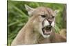 USA, Minnesota, Minnesota Wildlife Connection. Snarling cougar.-Wendy Kaveney-Stretched Canvas