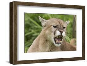 USA, Minnesota, Minnesota Wildlife Connection. Snarling cougar.-Wendy Kaveney-Framed Photographic Print