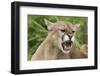 USA, Minnesota, Minnesota Wildlife Connection. Snarling cougar.-Wendy Kaveney-Framed Photographic Print