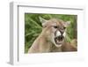 USA, Minnesota, Minnesota Wildlife Connection. Snarling cougar.-Wendy Kaveney-Framed Photographic Print