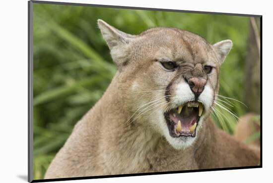 USA, Minnesota, Minnesota Wildlife Connection. Snarling cougar.-Wendy Kaveney-Mounted Photographic Print