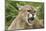 USA, Minnesota, Minnesota Wildlife Connection. Snarling cougar.-Wendy Kaveney-Mounted Photographic Print