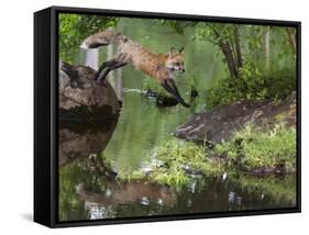 USA, Minnesota, Sandston. Red fox leaping from rock to shore.-Wendy Kaveney-Framed Stretched Canvas