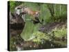 USA, Minnesota, Sandston. Red fox leaping from rock to shore.-Wendy Kaveney-Stretched Canvas