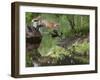 USA, Minnesota, Sandston. Red fox leaping from rock to shore.-Wendy Kaveney-Framed Photographic Print