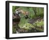 USA, Minnesota, Sandston. Red fox leaping from rock to shore.-Wendy Kaveney-Framed Photographic Print