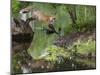 USA, Minnesota, Sandston. Red fox leaping from rock to shore.-Wendy Kaveney-Mounted Photographic Print
