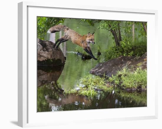 USA, Minnesota, Sandston. Red fox leaping from rock to shore.-Wendy Kaveney-Framed Photographic Print