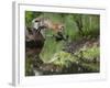 USA, Minnesota, Sandston. Red fox leaping from rock to shore.-Wendy Kaveney-Framed Photographic Print