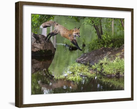 USA, Minnesota, Sandston. Red fox leaping from rock to shore.-Wendy Kaveney-Framed Photographic Print