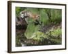 USA, Minnesota, Sandston. Red fox leaping from rock to shore.-Wendy Kaveney-Framed Photographic Print