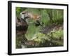 USA, Minnesota, Sandston. Red fox leaping from rock to shore.-Wendy Kaveney-Framed Photographic Print