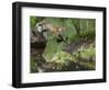 USA, Minnesota, Sandston. Red fox leaping from rock to shore.-Wendy Kaveney-Framed Photographic Print