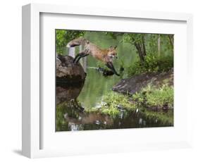 USA, Minnesota, Sandston. Red fox leaping from rock to shore.-Wendy Kaveney-Framed Photographic Print