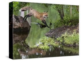 USA, Minnesota, Sandston. Red fox leaping from rock to shore.-Wendy Kaveney-Stretched Canvas