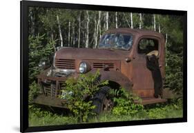 USA, Minnesota, Sandstone, Bear Cub and Old Truck-Hollice Looney-Framed Photographic Print