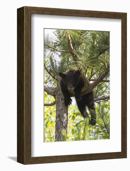 USA, Minnesota, Sandstone, Black Bear Cub Stuck in a Tree-Hollice Looney-Framed Photographic Print