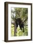 USA, Minnesota, Sandstone, Black Bear Cub Stuck in a Tree-Hollice Looney-Framed Photographic Print