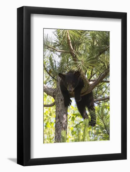 USA, Minnesota, Sandstone, Black Bear Cub Stuck in a Tree-Hollice Looney-Framed Photographic Print