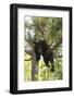 USA, Minnesota, Sandstone, Black Bear Cub Stuck in a Tree-Hollice Looney-Framed Photographic Print